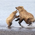 Grizzly Bear Mother Playing Photograph by Richard Garvey-Williams Grizzly Bear Mother Playing Photograph by Richard Garvey-Williams