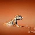 Ground Squirrel On Red Desert Sand by Johan Swanepoel Ground Squirrel On Red Desert Sand by Johan Swanepoel