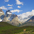 Guanaco And Cuernos Del Paine Peaks Photograph by Yva Momatiuk John Eastcott Guanaco And Cuernos Del Paine Peaks Photograph by Yva Momatiuk John Eastcott