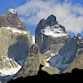 Guanaco and Cuernos del Paine Photograph by Yva Momatiuk John Eastcott Guanaco and Cuernos del Paine Photograph by Yva Momatiuk John Eastcott
