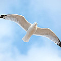 Gull in the Clouds Photograph by Holden The Moment Gull in the Clouds Photograph by Holden The Moment