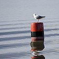 Gull Photograph by Spikey Mouse Photography Gull Photograph by Spikey Mouse Photography