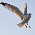 Gull Ready to Land Photograph by Holden The Moment Gull Ready to Land Photograph by Holden The Moment