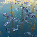 Halfmoon School And Giant Kelp Cortes by Richard Herrmann Halfmoon School And Giant Kelp Cortes by Richard Herrmann