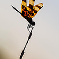 Halloween Pennant Dragonfly Glow Photograph by Ed Gleichman Halloween Pennant Dragonfly Glow Photograph by Ed Gleichman