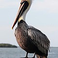 Handsome Brown Pelican Photograph by Carol Groenen Handsome Brown Pelican Photograph by Carol Groenen