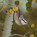 Hanging Around-Red Breasted Nuthatch Painting by Rick Bainbridge Hanging Around-Red Breasted Nuthatch Painting by Rick Bainbridge