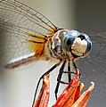 Happy Dragonfly Photograph by William Selander Happy Dragonfly Photograph by William Selander