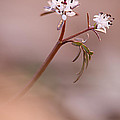 Harbinger of Spring Photograph by Robert Charity Harbinger of Spring Photograph by Robert Charity