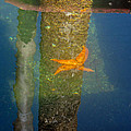 Harbor Star Fish Photograph by Tikvah's Hope Harbor Star Fish Photograph by Tikvah's Hope