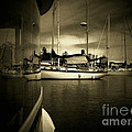 Harbour Life Photograph by Micki Findlay Harbour Life Photograph by Micki Findlay