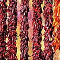 Hatch Red Chile Ristras by Barbara Chichester