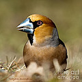 Hawfinch Portrait Photograph by Torbjorn Swenelius Hawfinch Portrait Photograph by Torbjorn Swenelius