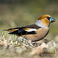 Hawfinch's Profile Square Photograph by Torbjorn Swenelius Hawfinch's Profile Square Photograph by Torbjorn Swenelius