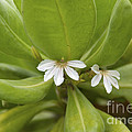 He Loves Me He Loves Me Not Photograph by Jackie Farnsworth He Loves Me He Loves Me Not Photograph by Jackie Farnsworth