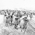 Heading for Home Photograph by Janet Burdon
