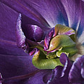 Heart of a Purple Tulip Photograph by Rona Black Heart of a Purple Tulip Photograph by Rona Black