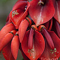 Hearts Photograph by Jackie Farnsworth Hearts Photograph by Jackie Farnsworth