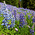 Heavenly Blue Lupins Photograph by Theresa Tahara Heavenly Blue Lupins Photograph by Theresa Tahara