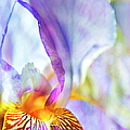 Heavenly Iris Photograph by Theresa Tahara Heavenly Iris Photograph by Theresa Tahara