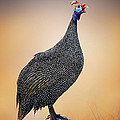 Helmeted Guinea-fowl Perched On A Rock by Johan Swanepoel Helmeted Guinea-fowl Perched On A Rock by Johan Swanepoel