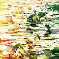 Heron Among Lillies Photography Light Leaks Photograph by Chris Andruskiewicz Heron Among Lillies Photography Light Leaks Photograph by Chris Andruskiewicz
