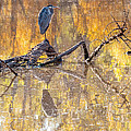 Heron Reflecting Photograph by Al Andersen Heron Reflecting Photograph by Al Andersen