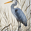 Herons Natural World by James Williamson