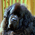 Hes so cute by Lisa Rose Musselwhite Hes so cute by Lisa Rose Musselwhite