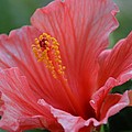 Hibiscus Beauty Photograph by Linda Bailey Hibiscus Beauty Photograph by Linda Bailey