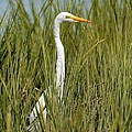 Hidden In The Marsh Grasses Photograph by Kathy Baccari Hidden In The Marsh Grasses Photograph by Kathy Baccari