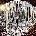 Hinding from winter Photograph by Robert Charity Hinding from winter Photograph by Robert Charity