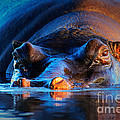 Hippopotamus at sunset Photograph by Johan Swanepoel Hippopotamus at sunset Photograph by Johan Swanepoel
