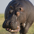 Hippopotamus Bull Charging Botswana by Vincent Grafhorst Hippopotamus Bull Charging Botswana by Vincent Grafhorst