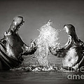 Hippo's fighting Photograph by Johan Swanepoel Hippo's fighting Photograph by Johan Swanepoel