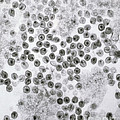 Hiv Virus Photograph by David M. Phillips Hiv Virus Photograph by David M. Phillips