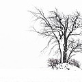 Holland Glenwood Tree by Don Nieman