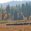 Home on the Range by Heather Coen Home on the Range by Heather Coen