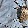 Hornets Nest by David Arment Hornets Nest by David Arment