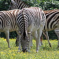 Four Zebras Grazing Photograph by Valerie Collins Four Zebras Grazing Photograph by Valerie Collins