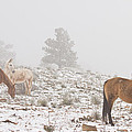 Horses in the Winter Snow and Fog Photograph by James BO Insogna Horses in the Winter Snow and Fog Photograph by James BO Insogna
