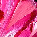 Hot Pink Photograph by Rona Black Hot Pink Photograph by Rona Black