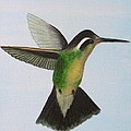 Hummer by Mishel Vanderten