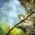Hummingbird Photograph by Kerri Farley Hummingbird Photograph by Kerri Farley