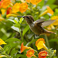 Hummingbird looking for food Photograph by Heiko Koehrer-Wagner Hummingbird looking for food Photograph by Heiko Koehrer-Wagner