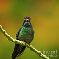 Hummingbird with a lilac Crown Photograph by Heiko Koehrer-Wagner Hummingbird with a lilac Crown Photograph by Heiko Koehrer-Wagner