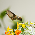 Hungry Flowerbird Photograph by Heiko Koehrer-Wagner Hungry Flowerbird Photograph by Heiko Koehrer-Wagner