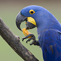 Hyacinth Macaw Feeding On Palm Nut Photograph by Suzi Eszterhas Hyacinth Macaw Feeding On Palm Nut Photograph by Suzi Eszterhas