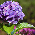 Hydrangea Photograph by Belinda Greb Hydrangea Photograph by Belinda Greb