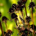 I am a Flower Stalk Do You See Me Photograph by Carol Montoya I am a Flower Stalk Do You See Me Photograph by Carol Montoya
